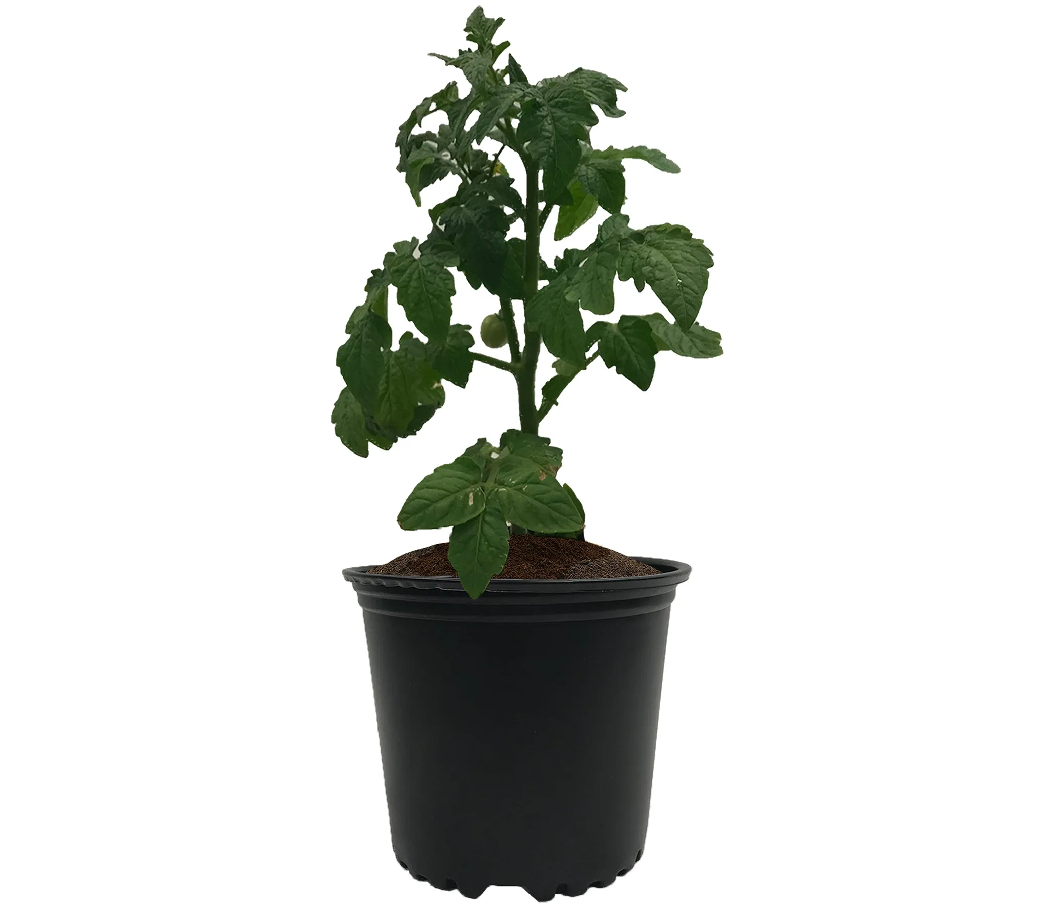 Viagrow 5KG (11LB) Coconut Coir Compressed Premium Grow Media (Pallet of 220 units)